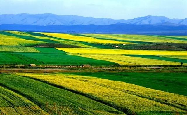 油菜花开的唯美句子有哪些，油菜花开的唯美句子有哪些三年级（金色耀眼，如绚烂花毡）