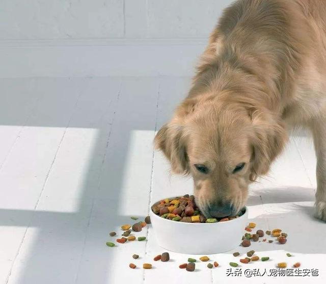狗每天喂几次比较好，安爸告诉你狗狗每天按时吃饭的正确时间
