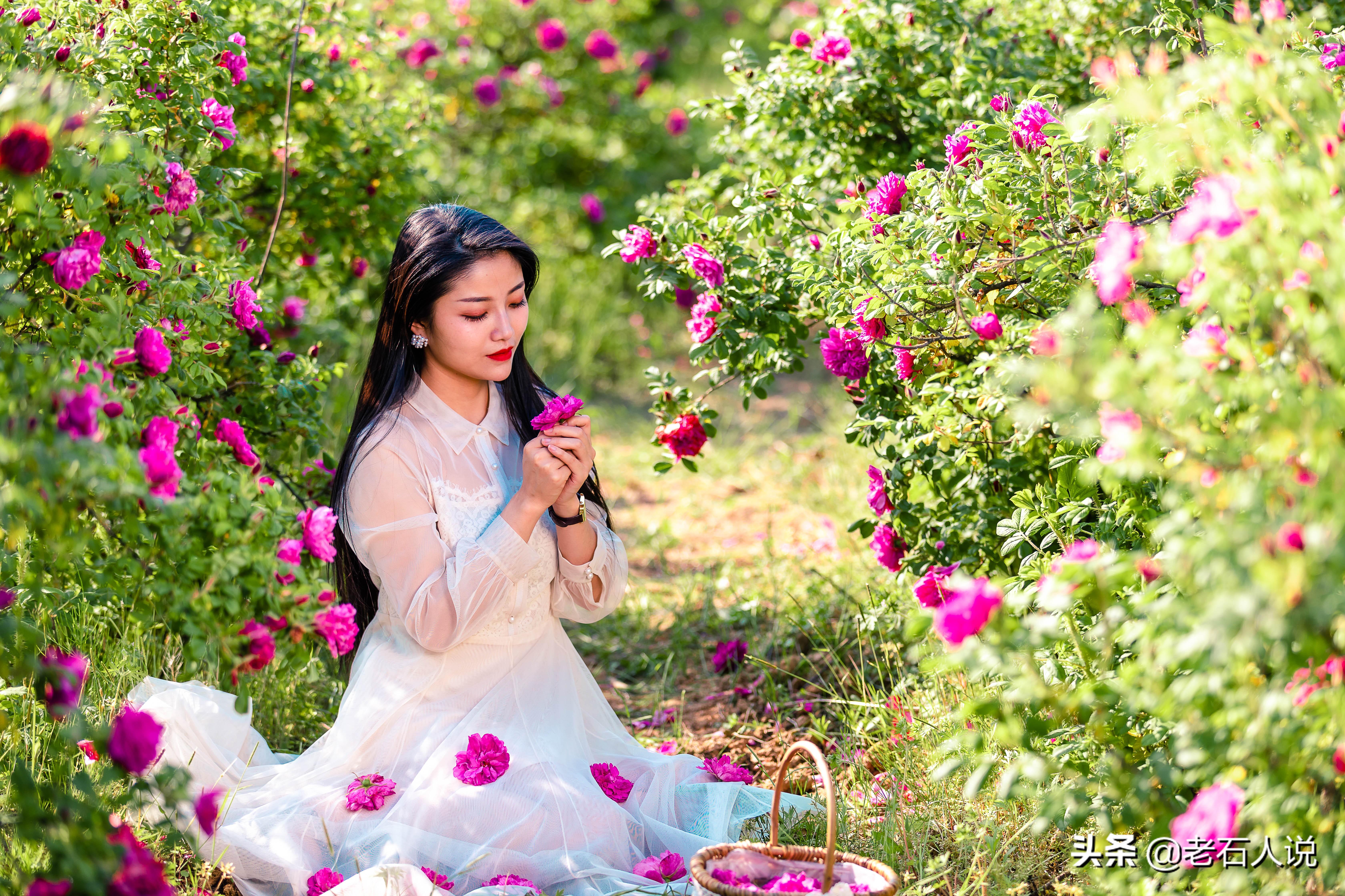 玫瑰花开的季节，玫瑰花在什么季节长出来（玫瑰花在什么季节长出来的）