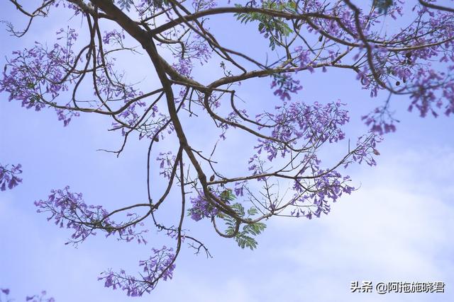蓝花楹的花语是什么，蓝色花楹的花语（惊艳了初夏的那一抹紫）