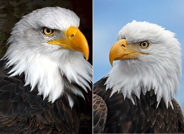 老鹰的眼睛的特点，老鹰的眼睛像什么一样锐利（油画棒色彩练习画雄鹰）