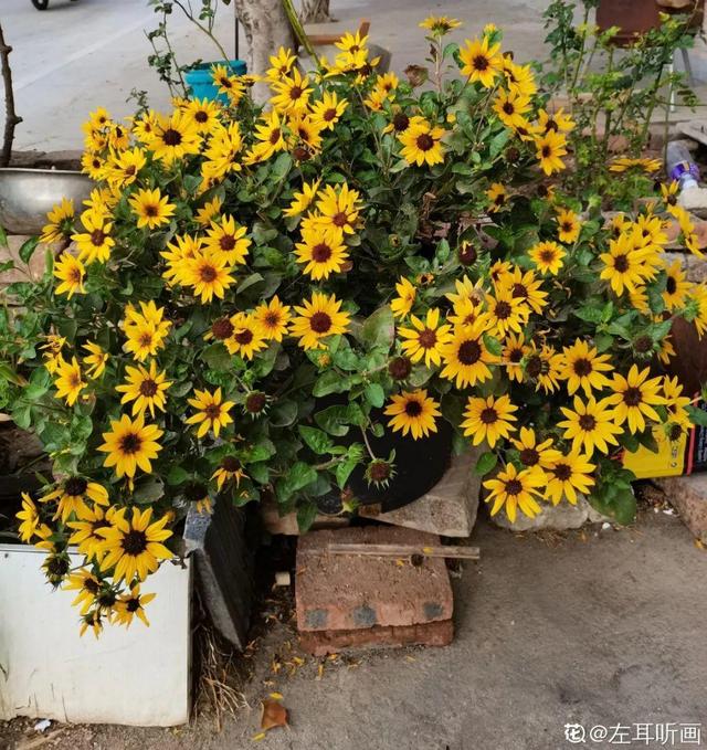 紫薇花什么季节开花，紫薇什么时候开花（温度高也不休眠）