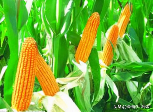 老式烤箱烤玉米怎么做，烤箱烤老玉米怎么烤（外面卖四块钱一根的烤玉米）