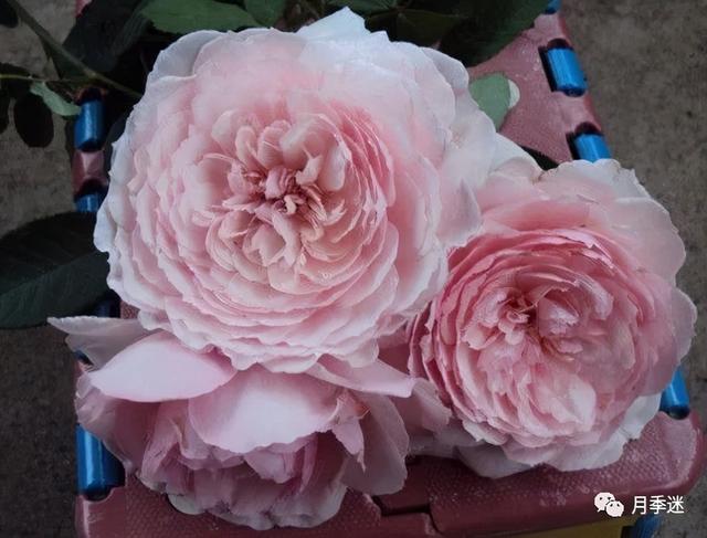 月季花品种，十大经典品种（凭一己之力撑起了整个花园的颜值）