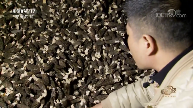 羊肚菌栽培技术，羊肚菌的种植方法和栽培技术是什么（亩产最高1000斤）