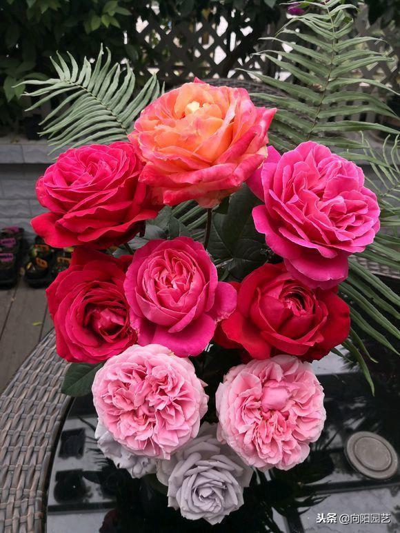 栀子花的寓意，扦插寓意很好的三种植物（栀子花的样子描写）