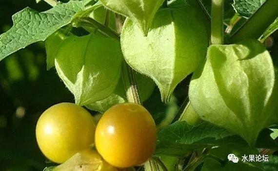 榴莲成熟的季节是几月，榴莲季节是哪几个月（夏季到冬季的水果成熟表来了）