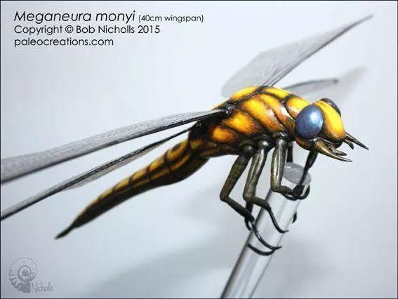 世界上最大的虫子，世界上最大的虫子是什么虫子（地球上已知的有史以来最大的昆虫）