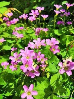 一年四季红的花卉有哪些，常见的10种全年开花的植物