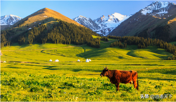 草原都有哪些类型，内蒙古的草原类型有几种（全中国最美丽的八大草原）