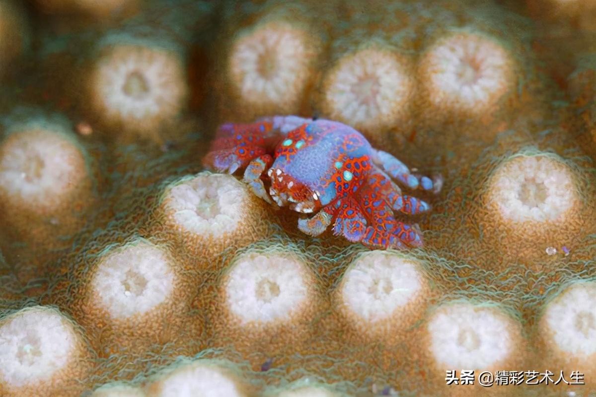 世界十大最毒的世界熟螃蟹