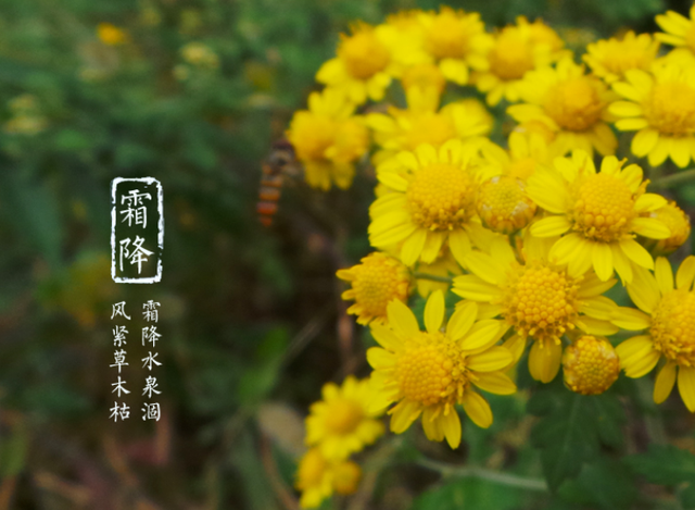 关于霜降的诗句 古代诗人写霜降的诗词，关于霜降的诗句（欣赏最后秋天的美景）