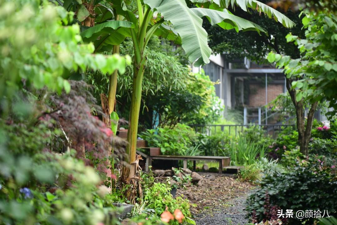 角堇一年开几次花，角堇一年生吗（一整面风车茉莉的花墙被拆掉了）