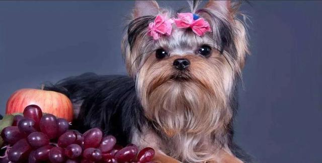 狗狗不能吃的东西，狗狗十大不能吃的食物（这些东西千万不要给狗狗吃）