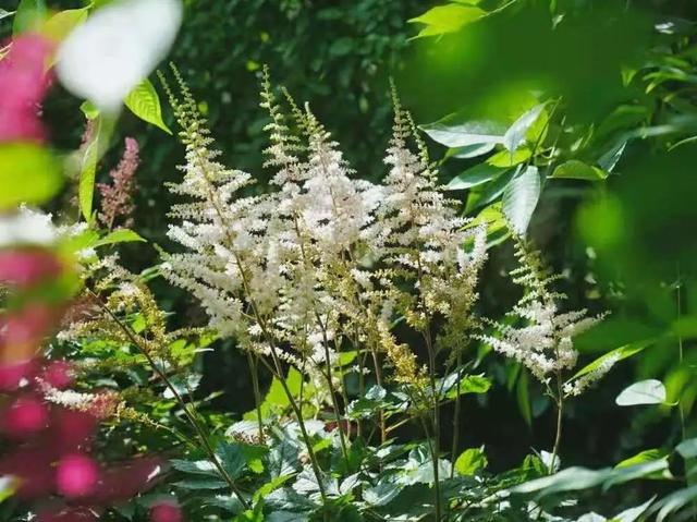 黄菊花的花语和象征，带你去莲花池看花