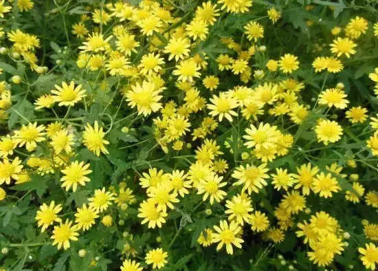 各种花开放的时间（100种常见花的花开时间附图）