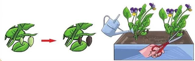 三色堇什么时候开花，三色堇在什么季节开花（这样栽培三色堇才能“情深色浓意绵长”）