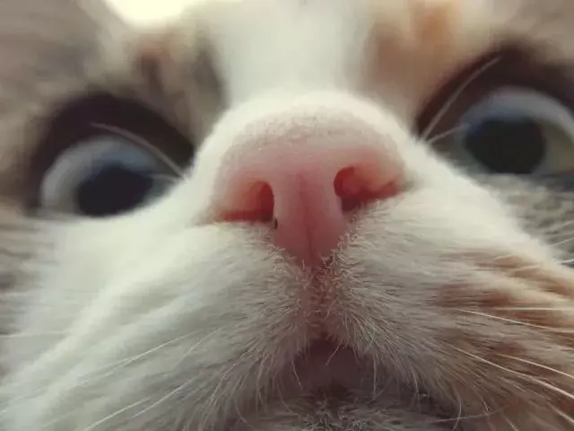 猫鼻子干怎么回事，为什么猫咪的鼻子一直是湿的
