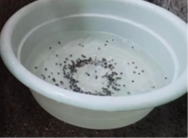 红秋葵的种植方法，红秋葵的种植方法视频（秋葵育苗生长种植管理技术）