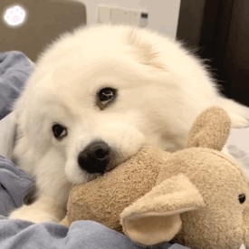 表情包  可爱小动物，微信头像，表情包  可爱小动物（可爱小动物表情包）