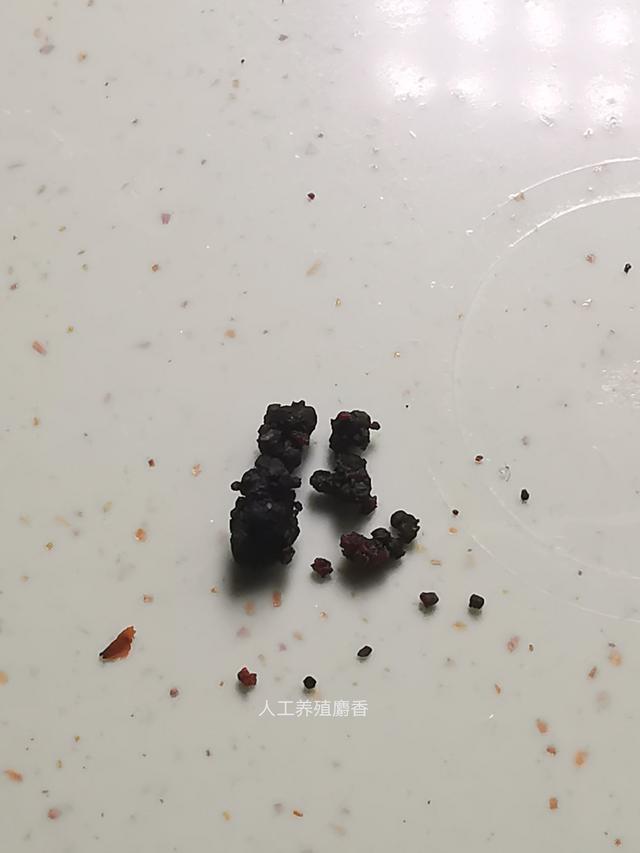 麝香是什么动物身上的哪个部位，正宗麝香多少钱一克（麝香直接闻起来是什么味道）