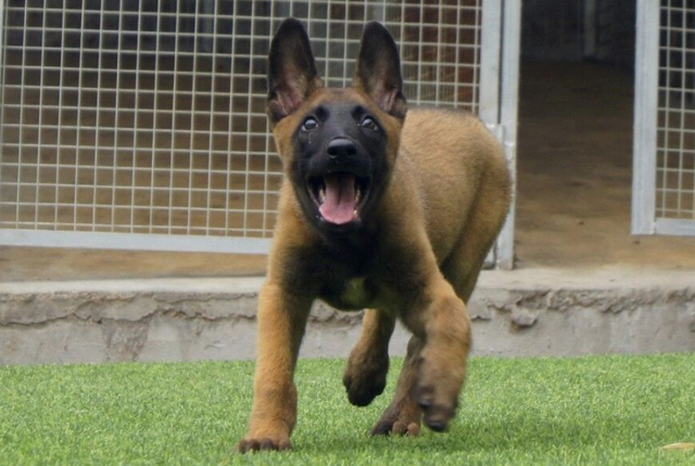 昆马犬和比利时马犬那不同，马犬和比利时犬一样吗（这就是马犬，一只优秀的犬种）