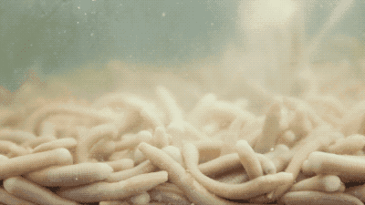 海葵汤怎么做好吃海葵汤的吃法，海葵鸡蛋汤的做法（海星、海葵、海肠……它们竟然都能吃）