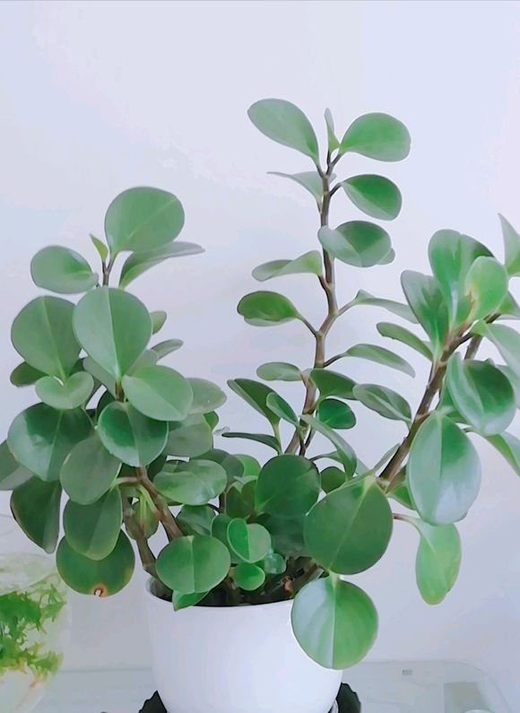 豆瓣绿的养殖方法和注意事项，豆瓣绿的养殖方法和注意事项四季海棠（学会这4点养的棒棒哒）