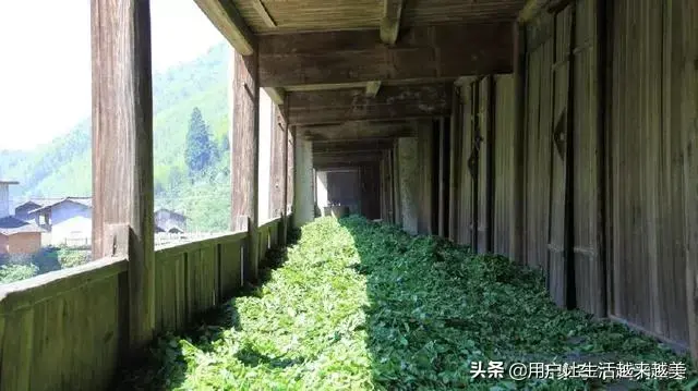 武夷山金骏眉，武夷山金骏眉属于什么茶（今天我们来了解武夷山茶中珍品金骏眉）