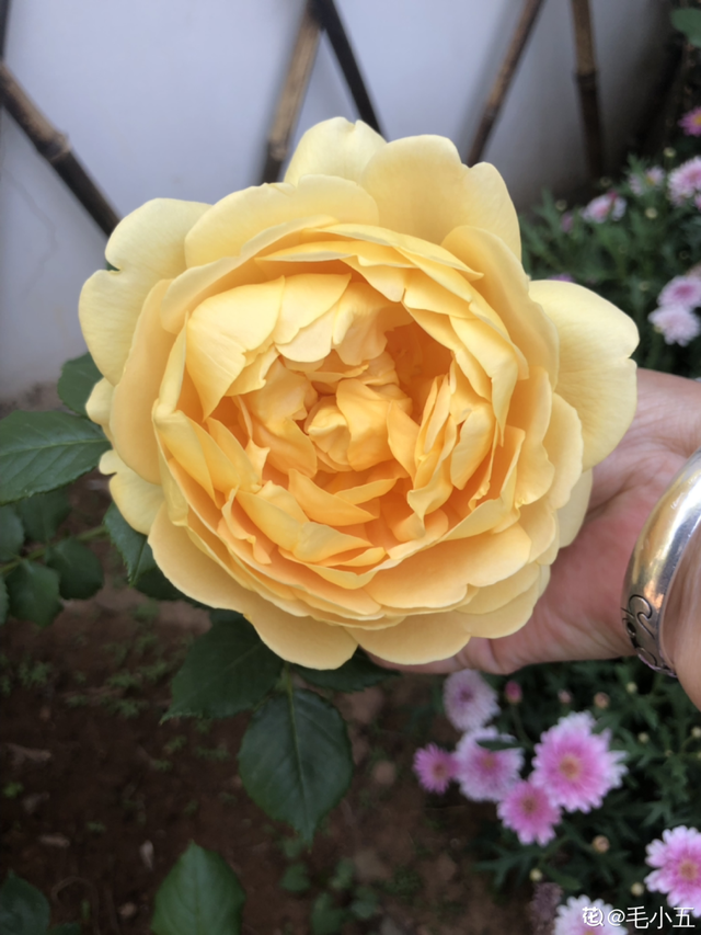 花色鲜艳又浓香的月季品种，浓香四溢的6款月季