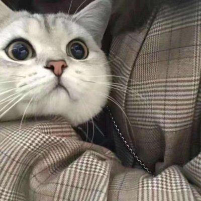 逗比头像，搞笑情头！！微信，逗比头像，搞笑情头！！（2019搞笑一左一右动物情侣微信头像）