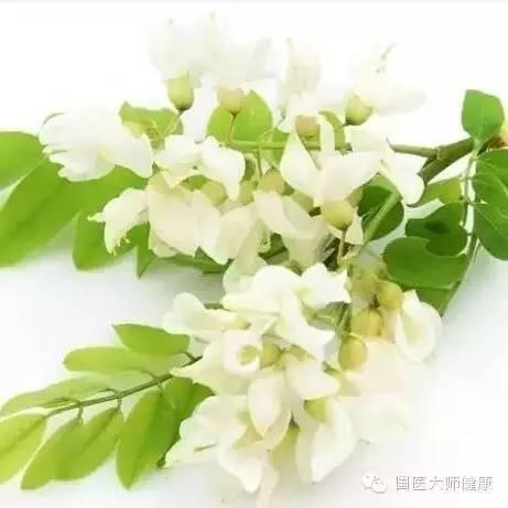 槐花在几月开的，槐花几月开（泡水后降压本领超强）