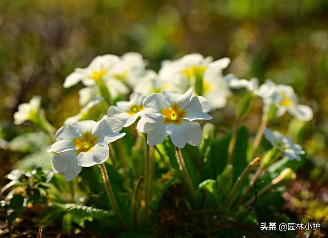 盘点代表暗恋花语的10种花卉