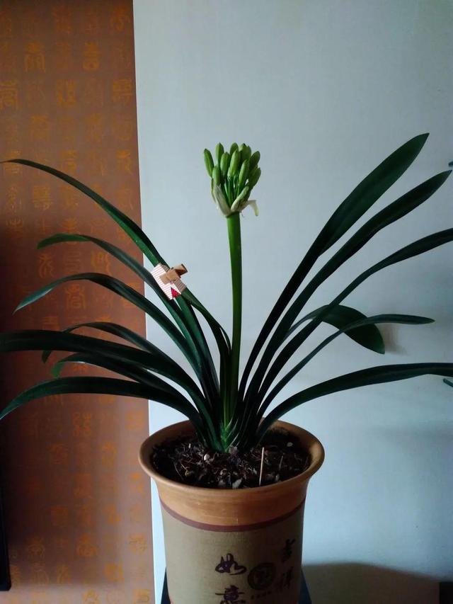 鸟尾花的繁育管理，鸟尾花 花期（30种耐阴花）