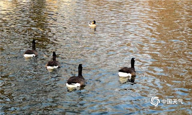 数九寒冬的数是什么意思，数九严寒数的意思（大数据告诉你数九都有啥讲究）