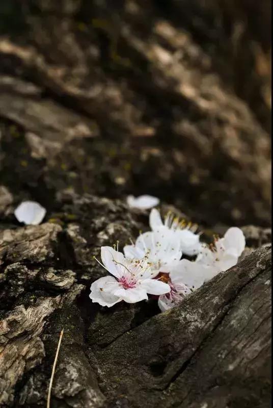 春风十里不如你下一句,十里春风别墅(今日惊蛰:春风十里不如你) 春风十里不如你下一句,十里春风别墅(今日惊蛰:春风十里不如你)