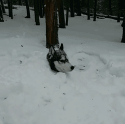 冬天狗在外面能冻死吗，快别说狗不怕冷了