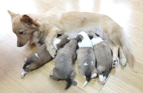 小鹿犬怎么训练，小鹿犬怎么训练上厕所（5大方法提高狗狗免疫力）