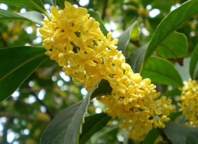 关于桂花的资料，桂花的资料（满园飘逸桂花香）