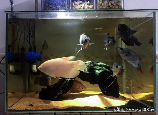 火龙鱼怎么养，火龙鱼怎么养视频（有故事的观赏鱼）