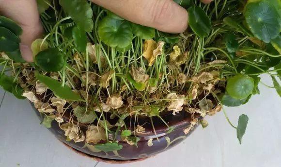 铜钱草，财源滚滚来你家（铜钱草的养殖方法和注意事项）