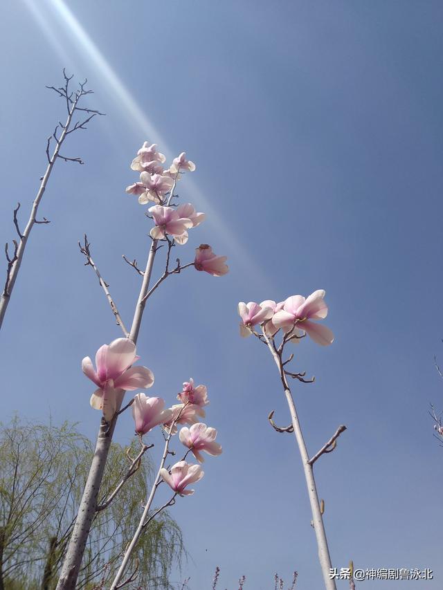 寓言故事两棵枣树，两棵枣树  鲁勇丽
