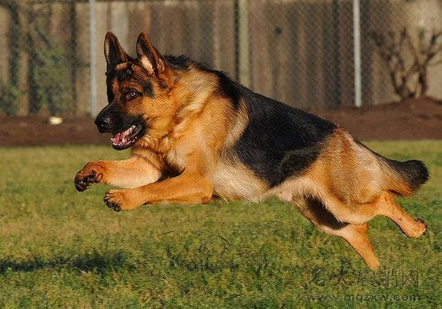 为什么德牧不能打，德牧犬训练方法与技巧（细数德牧被禁的四大原因）