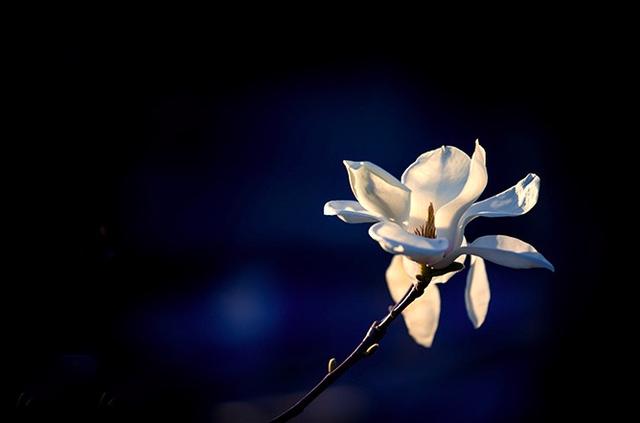 诗经中讽刺剥削者的诗是什么，诗经中讽刺剥削者的诗是（苏轼很高级的一首讽刺诗）