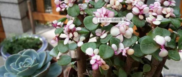 金枝玉叶的造型与修剪，金枝玉叶的造型与修剪视频（又能变成好看的小盆景）