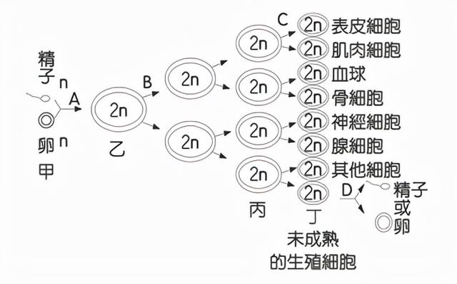 高尔基体的功能，高尔基体结构和功能（DNA里隐藏了生命所有的秘密）