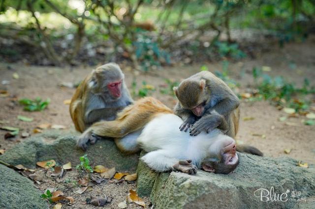 三亚南湾猴岛，三亚的陵水南湾猴岛（这里奉行“多夫多妻”太搞笑）