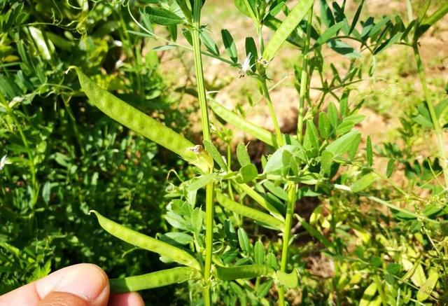 农村的野生植物大全，农村到处可见的野生植物