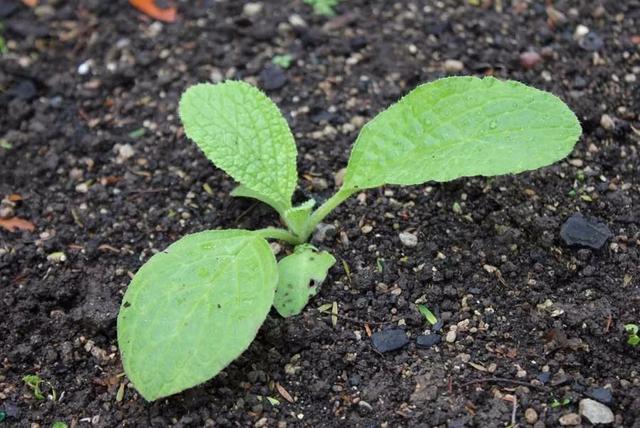 一种养殖琉璃苣的方法，琉璃苣的养殖方法和注意事项（买点种子种花盆里都能生长）