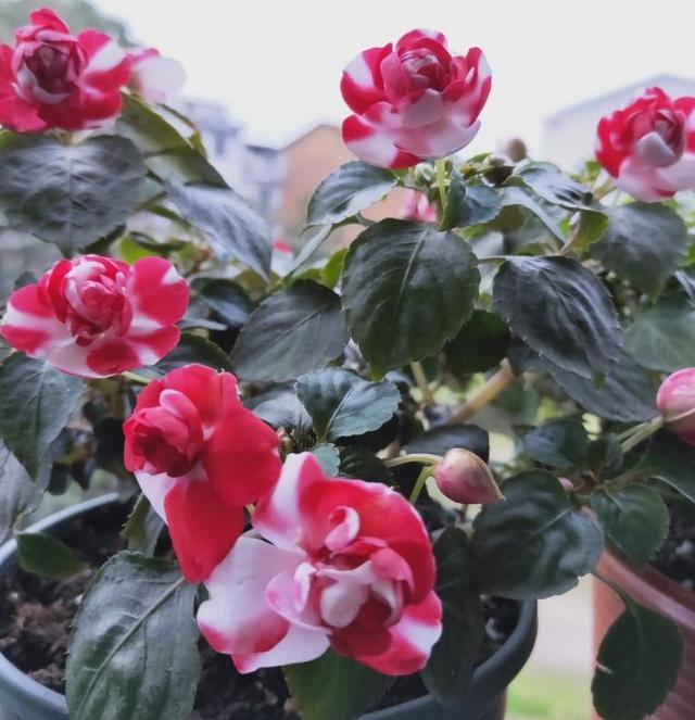 凤仙花种植方法和时间，凤仙花怎样扦插繁殖（一养就开爆盆）